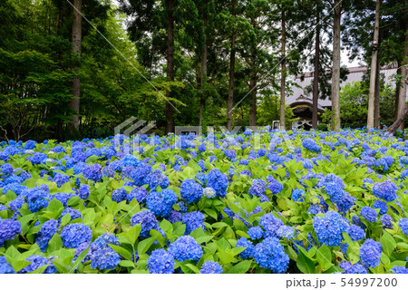アジサイ寺　雲昌寺 54997200