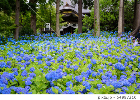 アジサイ寺　雲昌寺 54997210