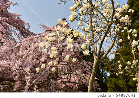 桜と木蓮 桜と木蓮 54997641