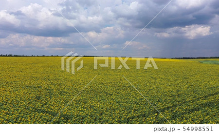 Sunflower field View from a flying drone 54998551