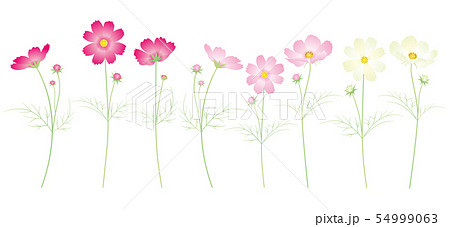 カラフルなコスモスの花 ミックス 54999063