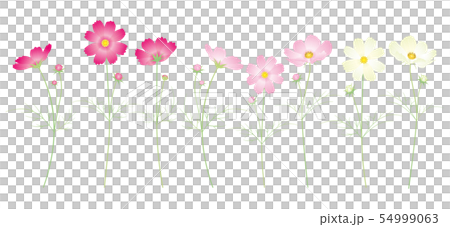 多彩的波斯菊花組合 54999063