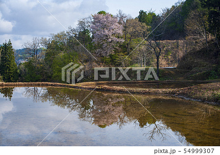 儀明の棚田の山桜 54999307
