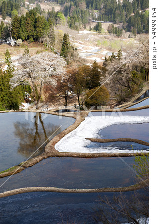 儀明の棚田の残雪と山桜の写真素材