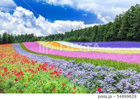 北海道 中富良野町 初夏の花畑 ファーム富田 の写真素材
