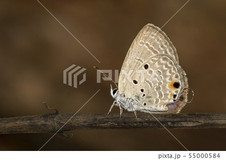 Image of plain cupid butterfly(Chilades pandava) 55000584