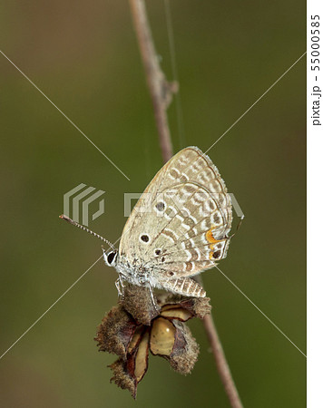 Image of plain cupid butterfly(Chilades pandava) 55000585