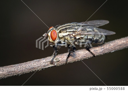 Image of a flies (Diptera) on brown branch on a Image of a flies (Diptera) on brown branch on a 55000588