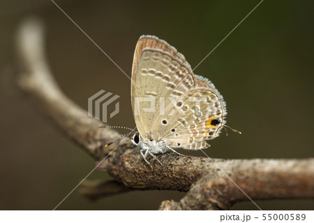 Image of plain cupid butterfly(Chilades pandava) 55000589