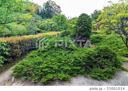 ハイビャクシン 京都勧修寺 ハイビャクシン 京都勧修寺 55001014