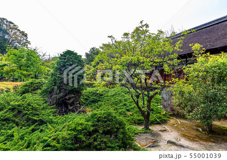 書院前のハイビャクシン 京都勧修寺 55001039