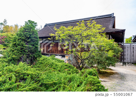 書院前のハイビャクシン 京都勧修寺 55001067