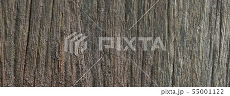 Old tree bark texture 55001122