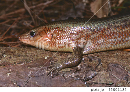 キシノウエトカゲ 55001185