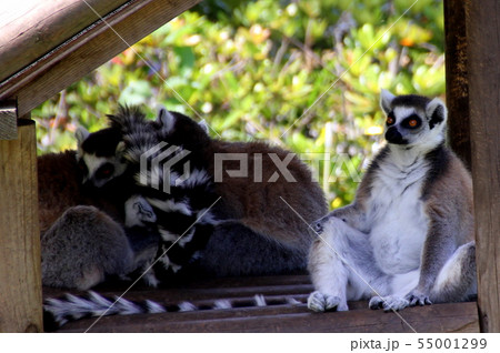 ワオキツネザル ワオキツネザル 55001299