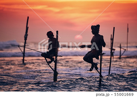 Traditional stilt fishing in Sri Lanka Traditional stilt fishing in Sri Lanka 55001669
