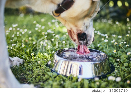 Dog drinking water from bowl 55001710
