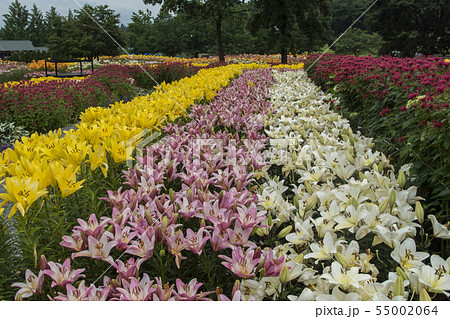 どんでん平ゆり園 55002064