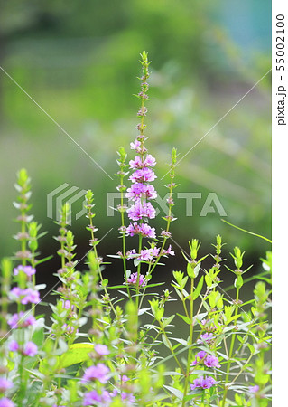 ミソハギの花 ミソハギの花 55002100