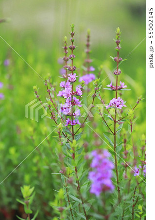 ミソハギの花 55002145