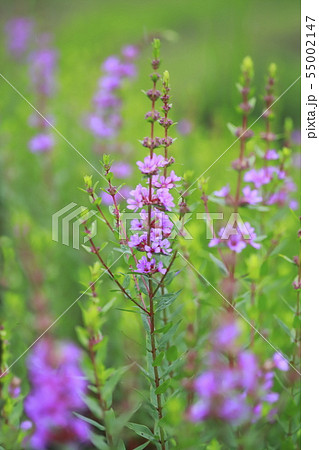 ミソハギの花 ミソハギの花 55002147