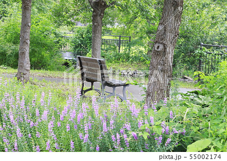 公園のベンチとミソハギの花 55002174