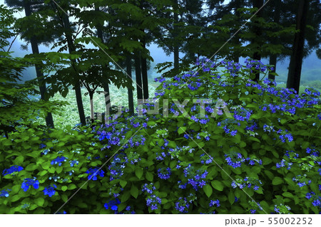 森の紫陽花 55002252