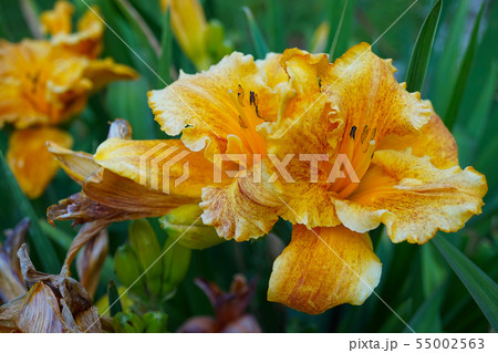 Beautiful orange Lily fully blossomed outside in Beautiful orange Lily fully blossomed outside in 55002563
