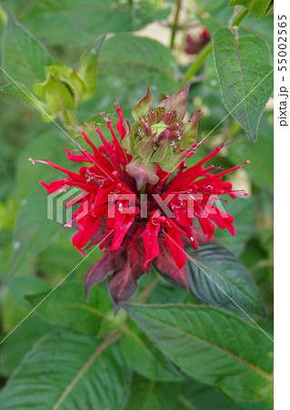 Wonderful blossomed Monarda didyma -Scarlet Wonderful blossomed Monarda didyma -Scarlet 55002565
