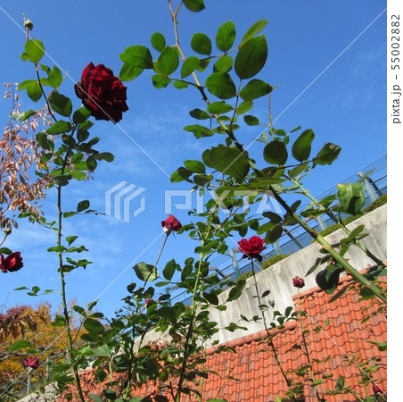 秋の宝塚 花のみちに咲く 赤いバラ 55002882