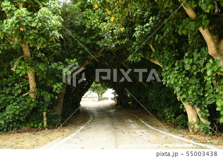 竹富島 竹富島 55003438