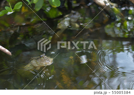 Mudskipper fish or Amphibious fish, on the mangro Mudskipper fish or Amphibious fish, on the mangro 55005384