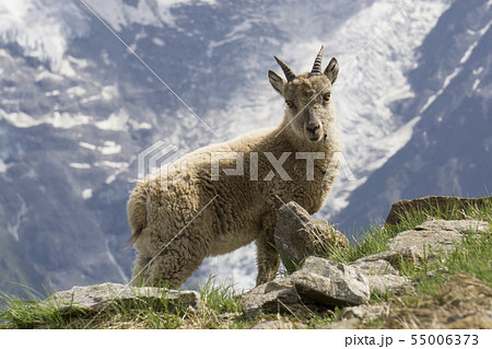 Young ibex in the mountains. French Alps. 55006373