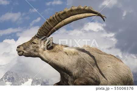 Ibex against the sky. Alps. France. 55006376