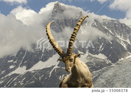 Alpine ibex on a background of mountains. 55006378