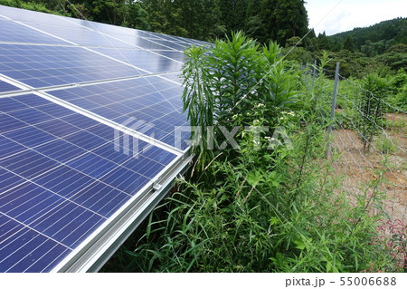 雑草に囲まれた太陽光発電所 雑草に囲まれた太陽光発電所 55006688