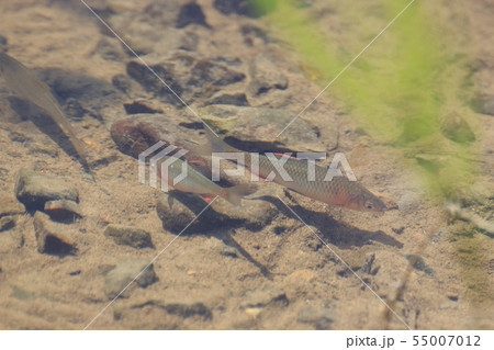 生きもの:魚類(Fish) 0