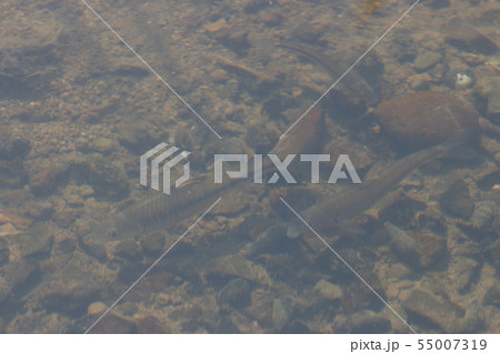 ビワヒガイのペア 55007319