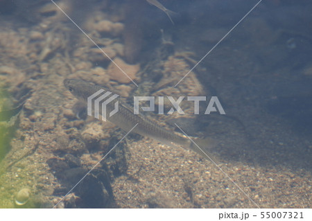 オイカワ 55007321