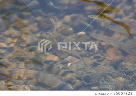 オイカワの群れ オイカワの群れ 55007323