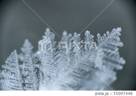 北海道の厳寒期に発生するフロストフラワー 55007446