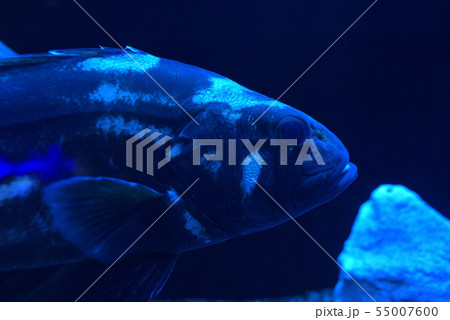 深海魚　オオクチイシナギ　 Giant sea bass 55007600