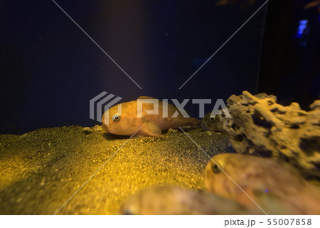 ボウズカジカ　Ebinania brephocephala　深海魚　底生魚　底生性 55007858