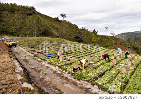 ベトナム、ダラット高原の野菜栽培 55007927