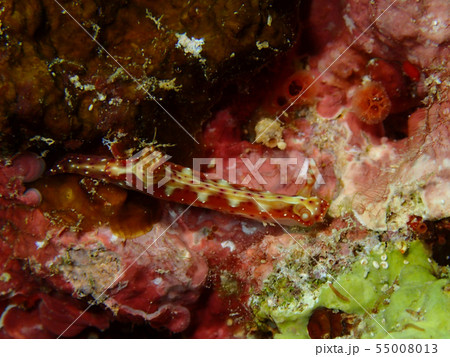 センテンイロウミウシ センテンイロウミウシ 55008013