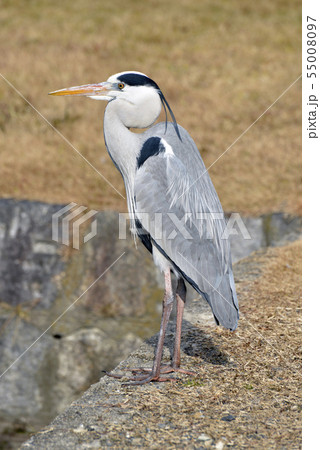 アオサギ アオサギ 55008097