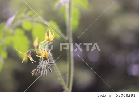 トマトの花 55008291