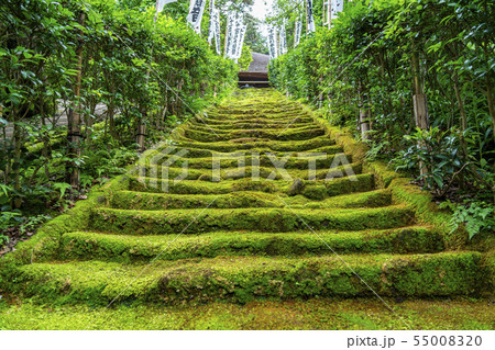 【神奈川県】鎌倉　杉本寺　苔階段 55008320