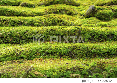 【神奈川県】鎌倉　杉本寺　苔階段 55008321