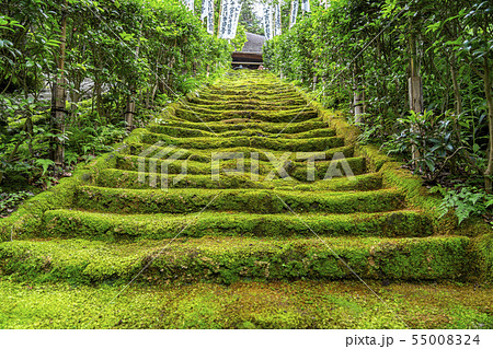 神奈川県 鎌倉 杉本寺 苔階段の写真素材